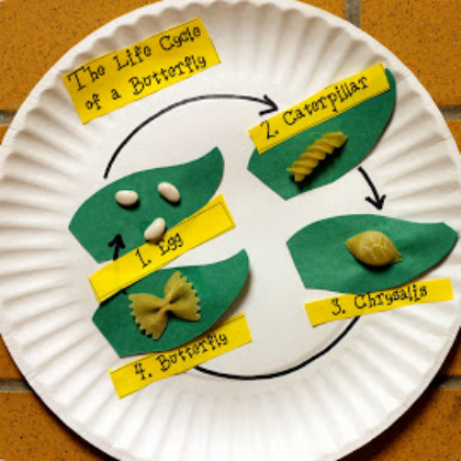 butterfly lifecycle