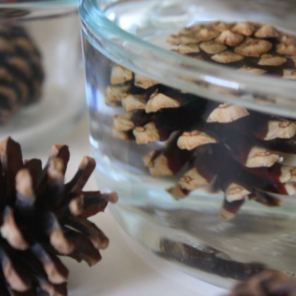Fall Stem Ideas - Why Do Pine Cones Open and close experiment with the kids today!
